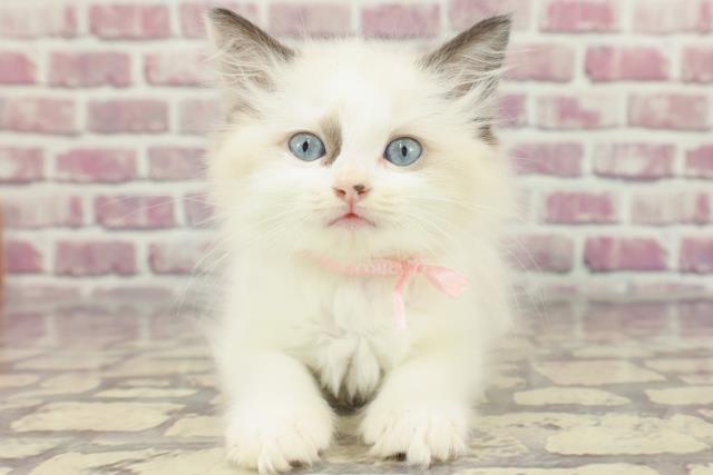 埼玉県のラグドール (Coo&RIKUアニマルケアセンター大宮/2024年3月3日生まれ/女の子/シールポイントバイカラー)の子猫