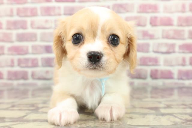 神奈川県のハーフ犬 (Coo&RIKU横須賀店/2024年3月8日生まれ/男の子/クリームホワイト)の子犬
