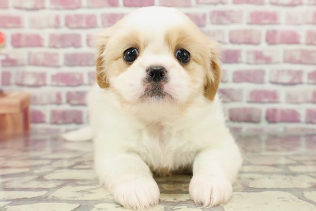 北海道のハーフ犬 (Coo&RIKU札幌東店/2024年3月8日生まれ/男の子/クリームホワイト)の子犬
