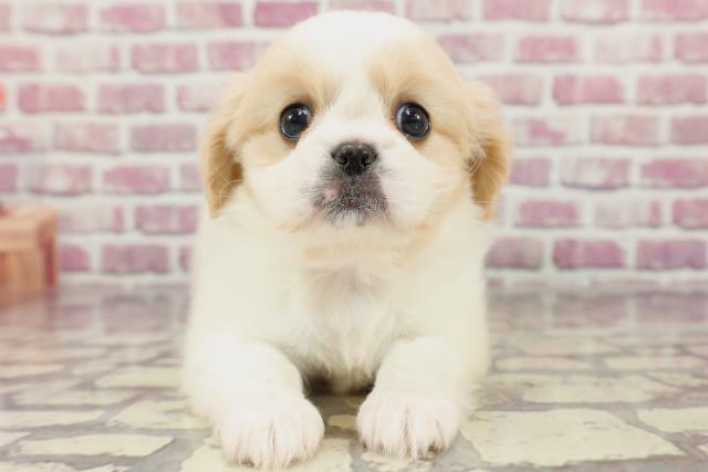 2024年3月8日生まれのハーフ犬の1枚目の写真
