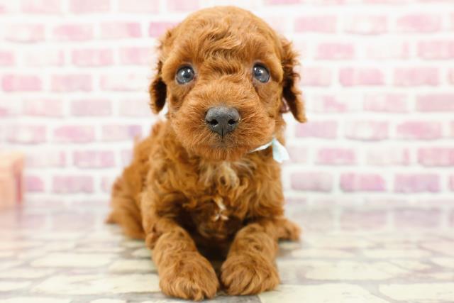 長野県のトイプードル(トイ) (Coo&RIKU松本店/2024年3月9日生まれ/男の子/レッド)の子犬