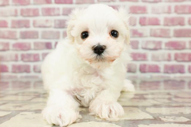 広島県のマルチーズ (Coo&RIKU広島中央店/2024年3月9日生まれ/男の子/ホワイト)の子犬