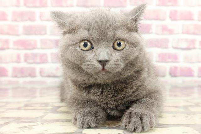 東京都のブリティッシュショートヘアー (Coo&RIKU自由が丘店/2024年2月24日生まれ/女の子/ブルー)の子猫