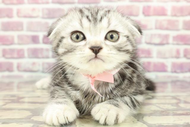 広島県のスコティッシュフォールド (Coo&RIKU福山店/2024年3月10日生まれ/女の子/シルバータビー)の子猫