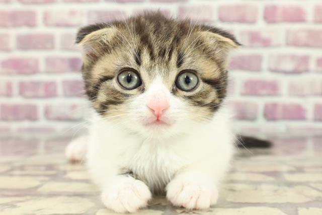広島県のスコティッシュフォールド (Coo&RIKU東広島店/2024年3月10日生まれ/男の子/ブラウンタビーホワイト)の子猫