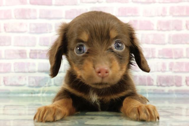 東京都のチワックス(チワワ×ダックス) (Coo&RIKU吉祥寺店/2024年3月7日生まれ/女の子/チョコレートタンホワイト)の子犬
