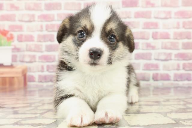 神奈川県のウェルシュコーギーペンブローク (Coo&RIKU相模原店/2024年3月10日生まれ/男の子/ブラックタンホワイト)の子犬