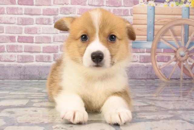 大阪府のウェルシュコーギーペンブローク (Coo&RIKU梅田店/2024年3月9日生まれ/男の子/セーブルホワイト)の子犬