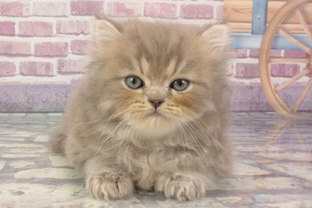 京都府のペルシャ (Coo&RIKU京都河原町店/2024年3月2日生まれ/男の子/シェーデットシルバー)の子猫