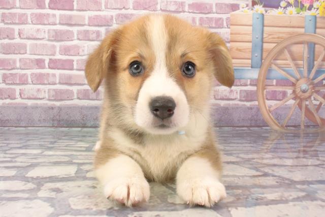 滋賀県のウェルシュコーギーペンブローク (Coo&RIKU滋賀草津店/2024年3月10日生まれ/男の子/セーブルホワイト)の子犬