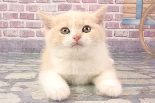 大阪府のブリティッシュショートヘアー (Coo&RIKU茶屋町店/2024年3月9日生まれ/男の子/クリームホワイト)の子猫