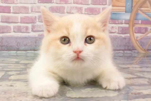 大阪府のブリティッシュショートヘアー (Coo&RIKU阿倍野店/2024年3月9日生まれ/女の子/クリームホワイト)の子猫