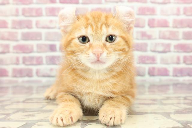 岩手県のアメリカンカール (Coo&RIKU一関店/2024年3月9日生まれ/男の子/レッドタビー)の子猫