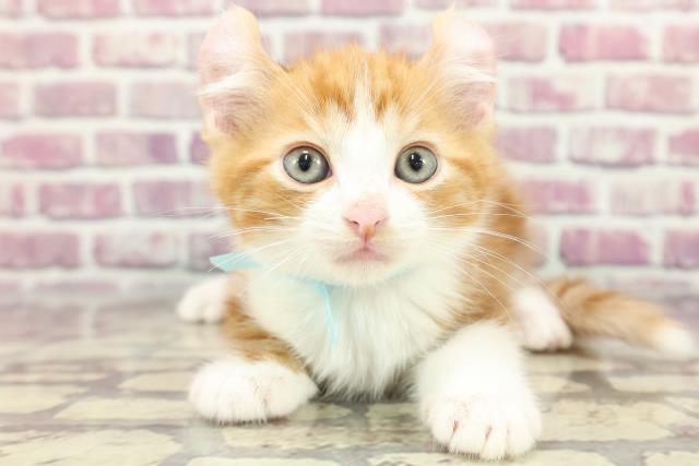 宮城県のアメリカンカール (Coo&RIKU石巻店/2024年3月9日生まれ/男の子/レッドタビーホワイト)の子猫