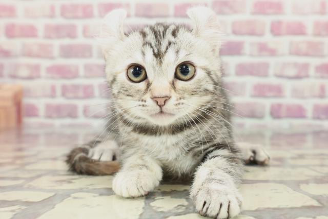 東京都のアメリカンカール (Coo&RIKU中野サンモール店/2024年3月9日生まれ/女の子/シルバーパッチドタビー)の子猫
