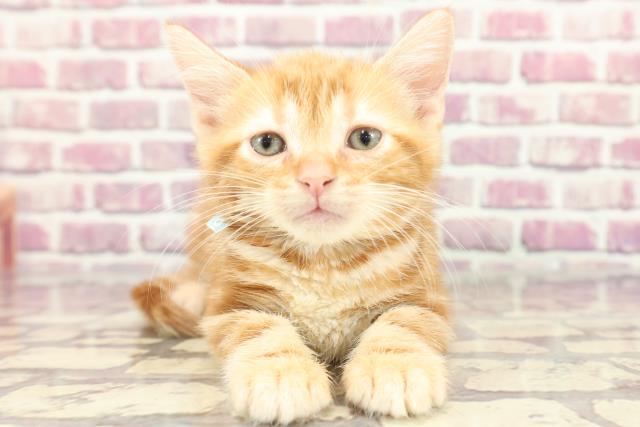 東京都のアメリカンショートヘアー (Coo&RIKU下北沢店/2024年3月8日生まれ/男の子/レッドタビー)の子猫