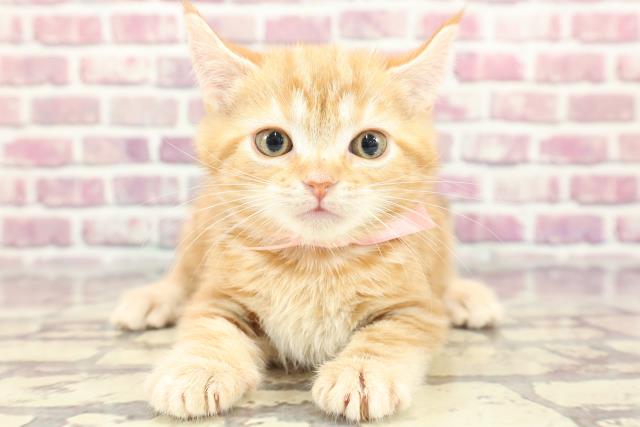 東京都のアメリカンショートヘアー (Coo&RIKU新宿三丁目店/2024年3月8日生まれ/女の子/レッドタビー)の子猫