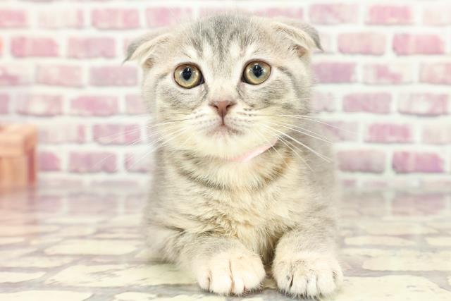 広島県のスコティッシュフォールド (Coo&RIKU東広島店/2024年3月9日生まれ/女の子/ブルークリーム)の子猫