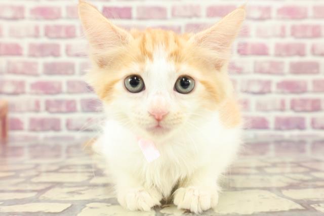 東京都のメインクーン (Coo&RIKU中野サンモール店/2024年3月10日生まれ/女の子/レッドタビーホワイト)の子猫