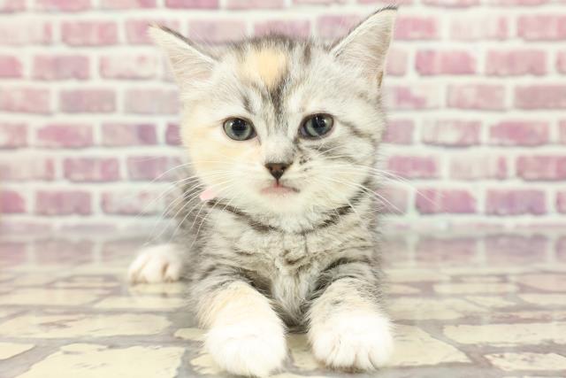群馬県のマンチカン (Coo&RIKU前橋店/2024年3月9日生まれ/女の子/シルバーパッチドタビーホワイト)の子猫