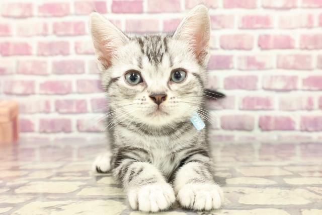広島県のアメリカンショートヘアー (Coo&RIKU広島中央店/2024年3月8日生まれ/男の子/シルバータビー)の子猫
