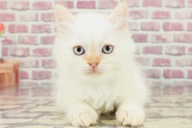 東京都のラガマフィン (Coo&RIKU高円寺店/2024年3月9日生まれ/男の子/レッドポイント)の子猫
