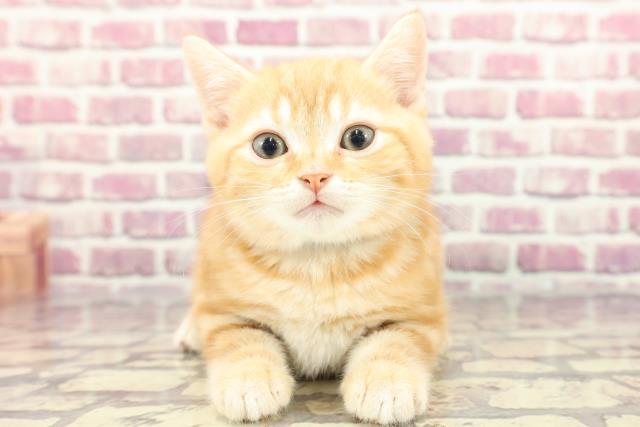 青森県のアメリカンショートヘアー (Coo&RIKU弘前店/2024年3月2日生まれ/男の子/レッドタビー)の子猫