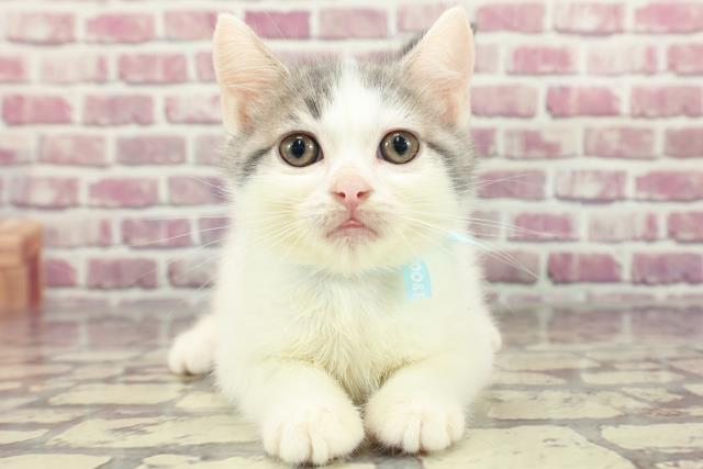 神奈川県のスコティッシュフォールド (Coo&RIKU横須賀店/2024年2月25日生まれ/男の子/ブルータビーホワイト)の子猫