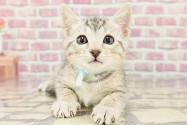 広島県のエジプシャンマウ (Coo&RIKU広島中央店/2024年3月8日生まれ/男の子/シルバー)の子猫
