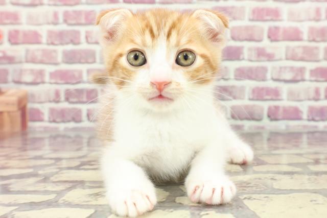 埼玉県のスコティッシュフォールド (Coo&RIKU所沢店/2024年3月7日生まれ/男の子/レッドタビーホワイト)の子猫