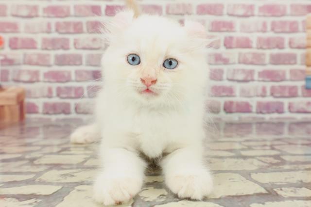 埼玉県のアメリカンカール (Coo&RIKUアニマルケアセンター大宮/2024年3月6日生まれ/男の子/クリームタビーホワイト)の子猫