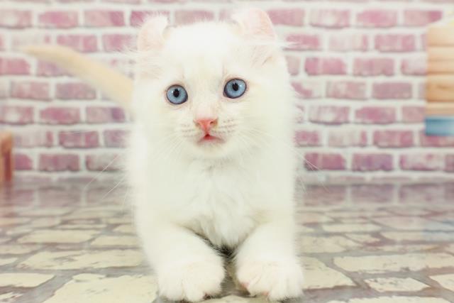 青森県のアメリカンカール (Coo&RIKU八戸店/2024年3月6日生まれ/男の子/クリームタビーホワイト)の子猫