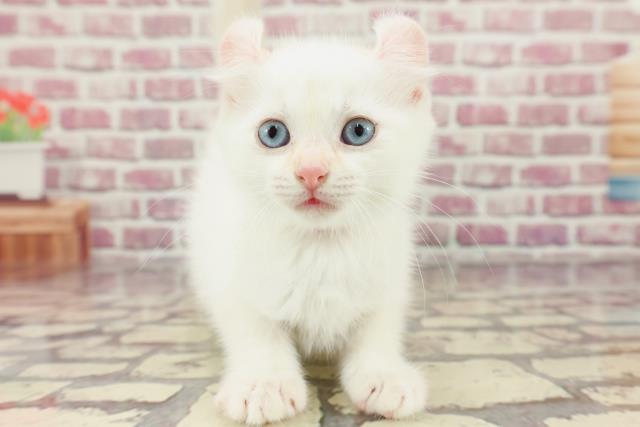 埼玉県のアメリカンカール (Coo&RIKUアニマルケアセンター大宮/2024年3月6日生まれ/女の子/クリームタビーホワイト)の子猫