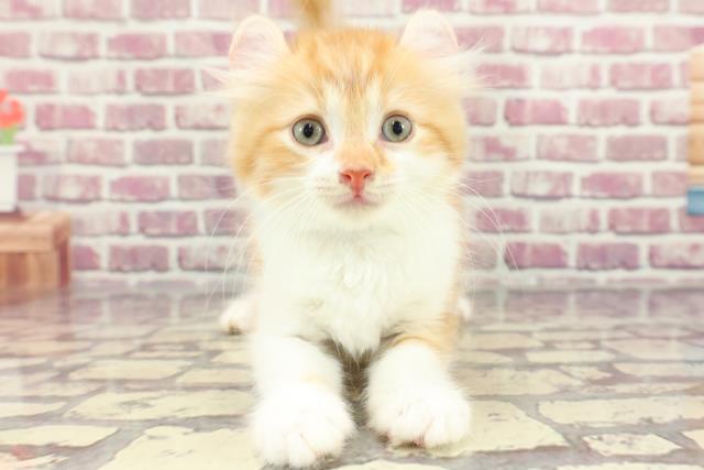 埼玉県のアメリカンカール (Coo&RIKUアニマルケアセンター大宮/2024年3月6日生まれ/男の子/レッドタビーホワイト)の子猫
