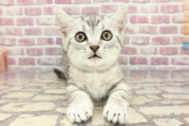 千葉県のスコティッシュフォールド (Coo&RIKU東船橋店/2024年3月7日生まれ/男の子/シルバータビー)の子猫
