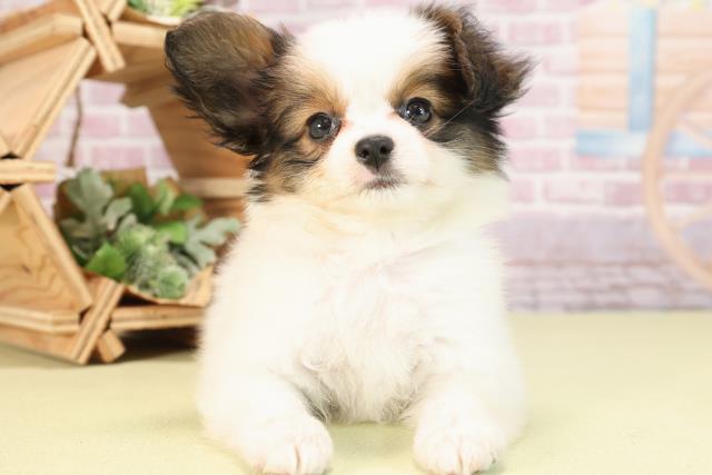 愛知県のパピヨン (Coo&RIKU半田店/2024年3月9日生まれ/女の子/ホワイトブラウン)の子犬