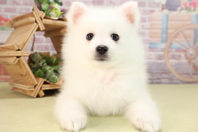 愛知県の日本スピッツ (Coo&RIKU春日井店/2024年3月10日生まれ/女の子/ホワイト)の子犬