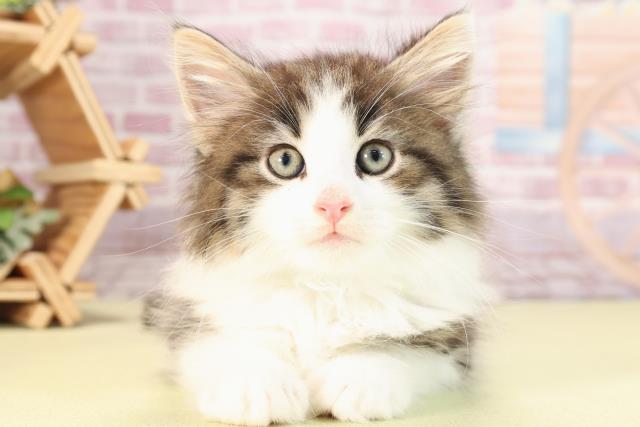 愛知県のノルウェージャンフォレストキャット (Coo&RIKU東海一宮店/2024年3月8日生まれ/男の子/ブラウンタビーホワイト)の子猫