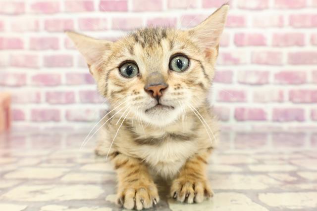 兵庫県のベンガル (Coo&RIKU丹波店/2024年2月19日生まれ/女の子/ブラウンスポットタビー)の子猫