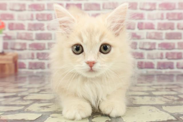 群馬県のラガマフィン (Coo&RIKU高崎店/2024年2月16日生まれ/男の子/クリームタビー)の子猫