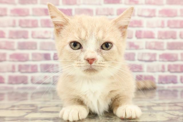 栃木県のマンチカン (Coo&RIKU小山店/2024年2月15日生まれ/女の子/カメオタビーホワイト)の子猫