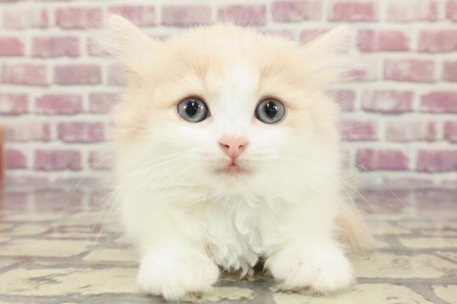 群馬県のラガマフィン (Coo&RIKU前橋店/2024年3月4日生まれ/女の子/クリームタビー)の子猫