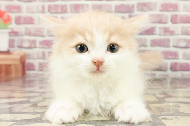 茨城県のラガマフィン (Coo&RIKU水戸店/2024年3月4日生まれ/男の子/クリームホワイト)の子猫