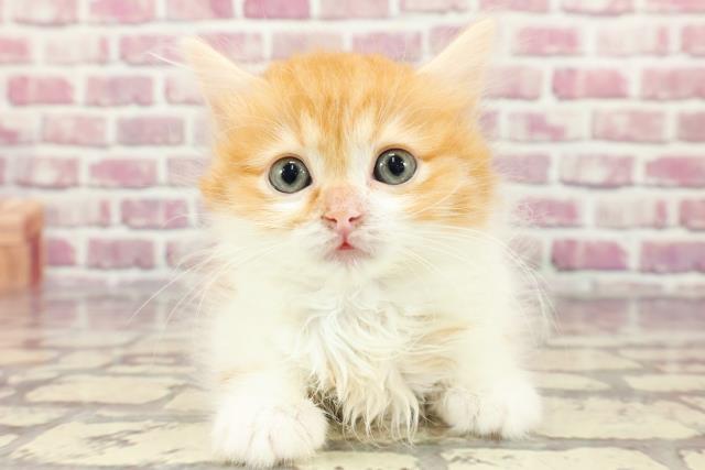 茨城県のラガマフィン (Coo&RIKUコメリパワーつくば西店/2024年3月4日生まれ/男の子/レッドタビーホワイト)の子猫