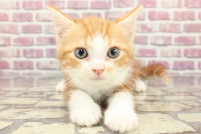 埼玉県のマンチカン (Coo&RIKUアニマルケアセンター大宮/2024年3月8日生まれ/男の子/レッドクラシックタビーホワイト)の子猫