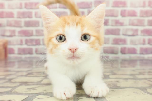 東京都のマンチカン (Coo&RIKU下北沢店/2024年3月8日生まれ/女の子/レッドマッカレルタビーホワイト)の子猫