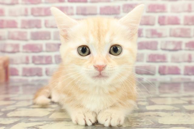 東京都のマンチカン (Coo&RIKU三軒茶屋店/2024年3月8日生まれ/女の子/クリームクラシックタビー)の子猫