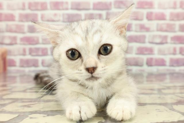 北海道のミヌエット (Coo&RIKU室蘭店/2024年2月16日生まれ/女の子/シルバーパッチドマッカレルタビーホワイト)の子猫
