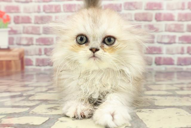 茨城県のエキゾチック (Coo&RIKU水戸店/2024年3月9日生まれ/女の子/シルバーパッチドタビー)の子猫