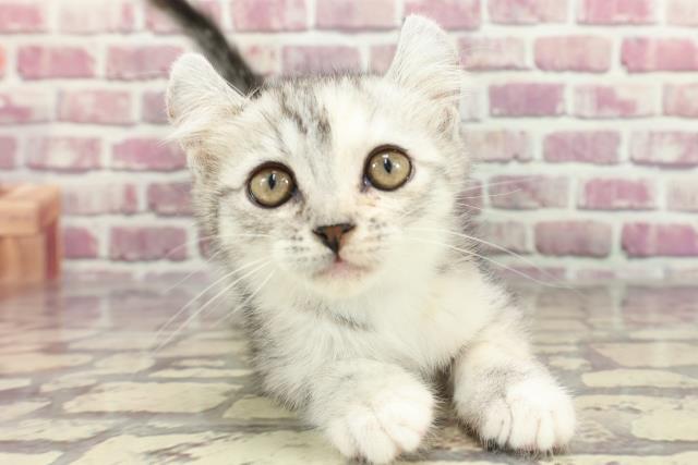 埼玉県のキンカロー (Coo&RIKUアニマルケアセンター大宮/2024年3月3日生まれ/女の子/シルバータビーホワイト)の子猫